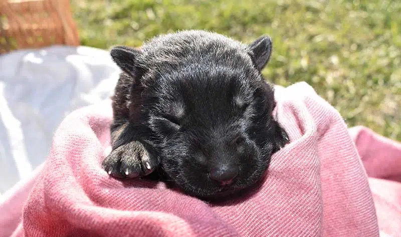 AKC Male German Shepherd Puppies – SmithFarms
