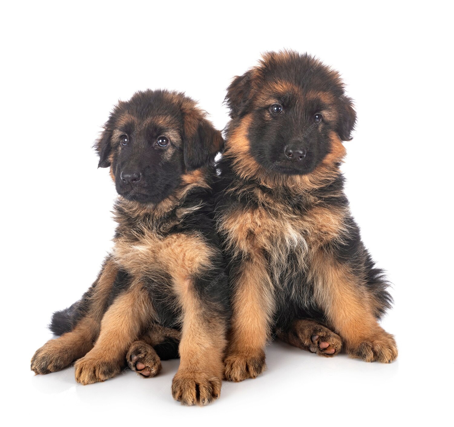 Long-haired German Shepherd Mix Puppies | SmithFarms German