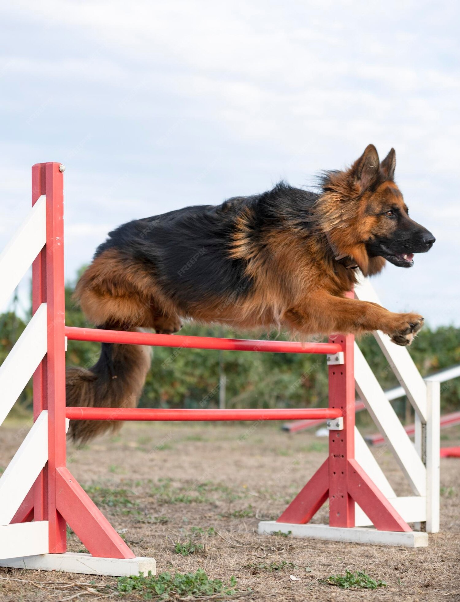 Purebred Alsatians for Sale | SmithFarms German Shepherds